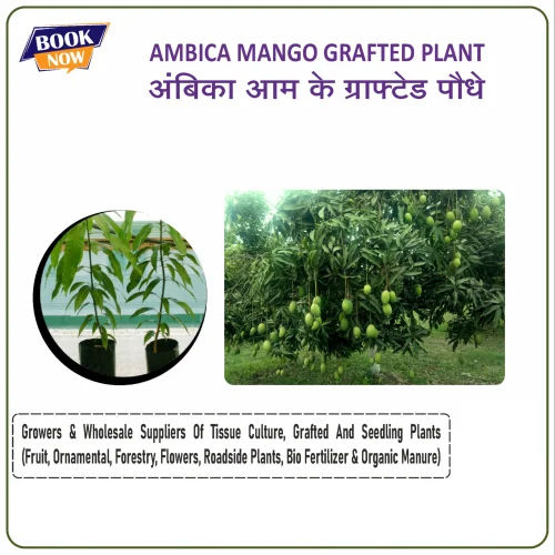 Bajrang Barmasi Mango Grafted Plant - Color: Green