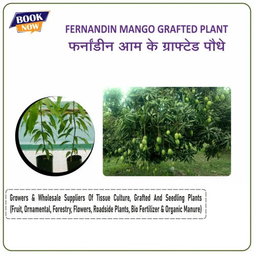 Fernandin Mango Grafted Plant