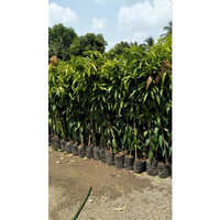 All Time Small Size Mango Grafted Plant - Color: Green