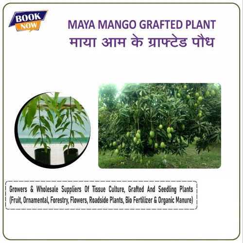 Maya Mango Grafted Plant