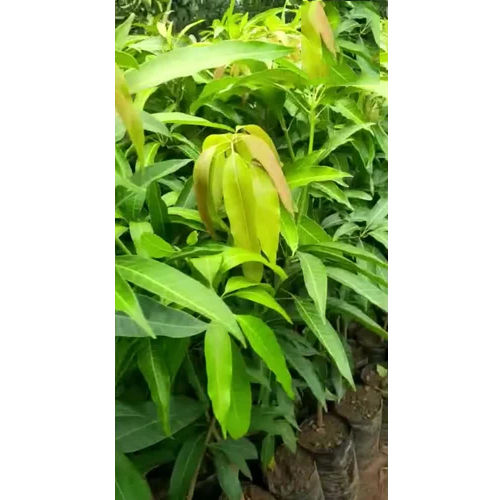 Nileshvari Mango Grafted Plant