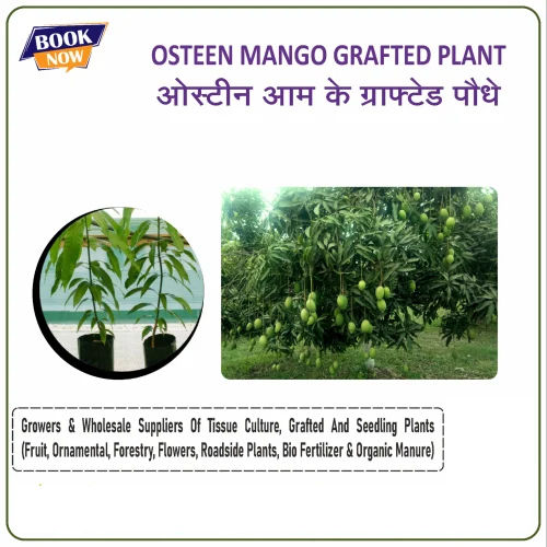 Osteen Mango Grafted Plant