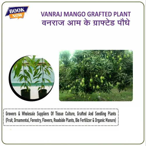 Vanraj Mango Grafted Plant - Color: Green