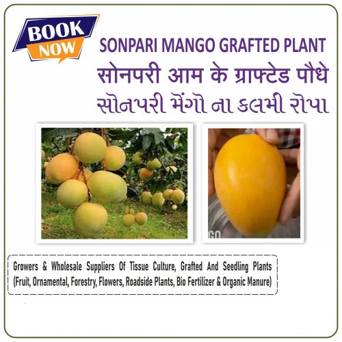 Sonpari Mango Plant - Color: Green