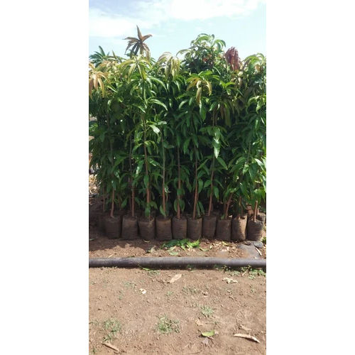 Ratna Mango Grafted Plant