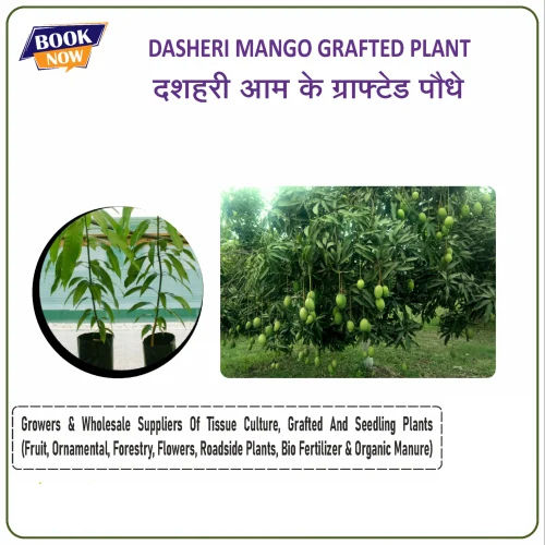 Dasheri Mango Grafted Plant