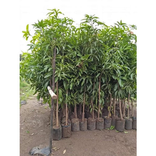 Jamadar Mango Grafted Plant