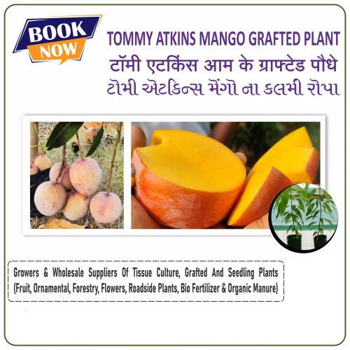 Tommy Atkins Mango Grafted Plant