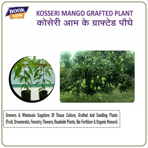 Kosseri Mango Grafted Plant