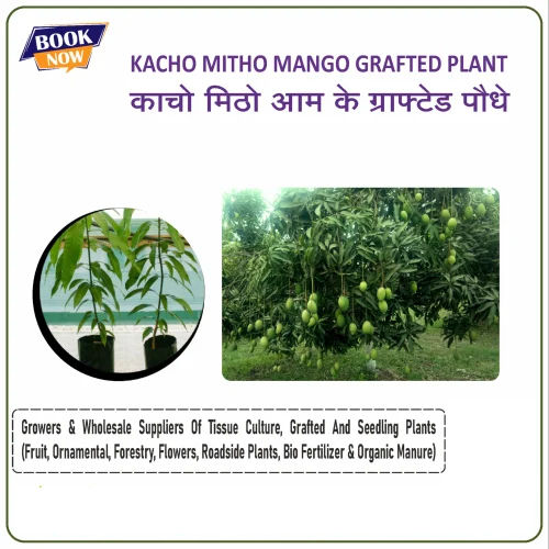 Kacho Mitho Mango Grafted Plant