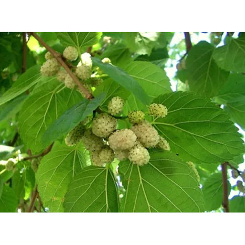 White Mulberry Plants