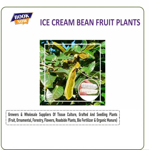 Ice Cream Bean Fruit Plants - Color: Green