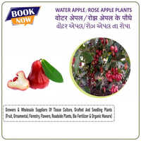 Rose Apple Plants - Various Sizes Available, Green Color, Different Stem Lengths In Millimeters, Premium Breed For Optimal Growth