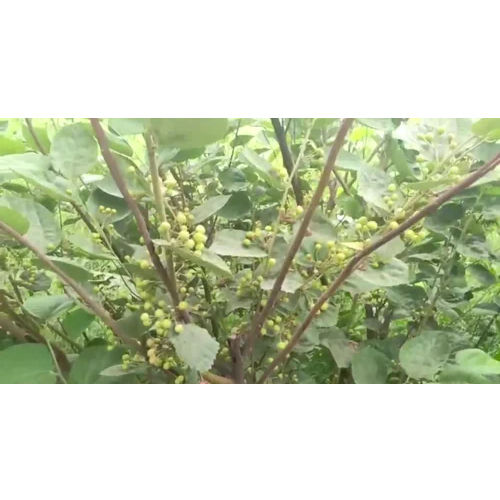 Falsa Fruit Plant