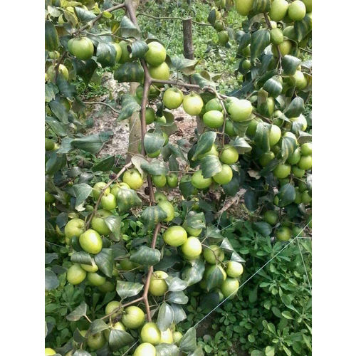 Apple Ber Plants - Color: Green