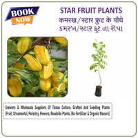Star Fruit Plant - Color: Green