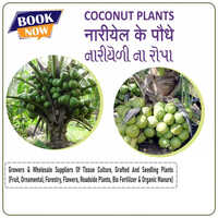 Dwarf Coconut Plant - Breed: Mulberry