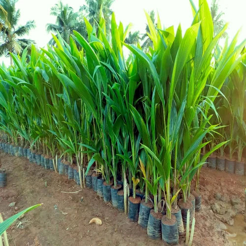 Golden Coconut Plant