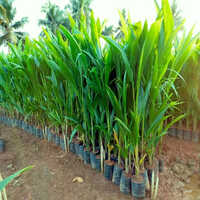 Golden Coconut Plant - Height 10-15 Meters, Spread 3-5 Meters - Golden-yellow Fruit, Full Sun, Tropical Climate, Well-draining Soil