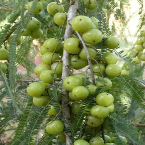 Amla Grafted Plant