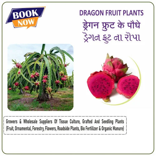 Dragon Fruits Plants