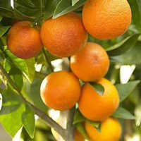 Kinno Fruits Plants - Different Stem Lengths, Various Sizes | Green Breed Plant Options Available
