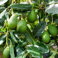 Avocado Fruit Plants - Evergreen Trees, Height: 10-20 Meters, Spread: 5-10 Meters, Color: Green-purple-black, Edible Creamy Fruits