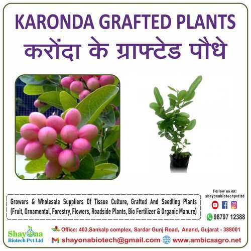 Karonda Fruit Plants