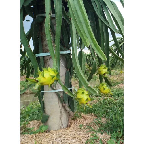 Yellow Dragon Fruit Plants - Color: Green