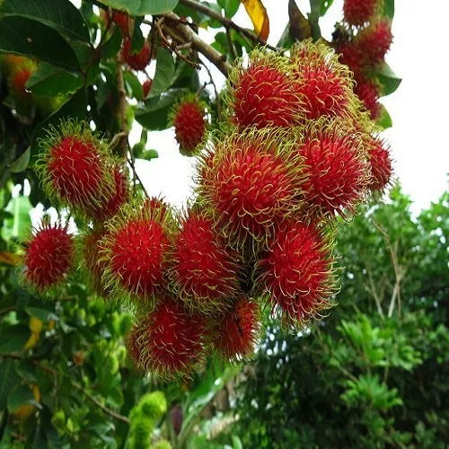 Rambutan Fruit Plant - Color: Red