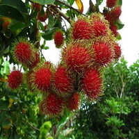 Rambutan Fruit Plant - Height: 10-20 Meters, Spread: 5-10 Meters, Color: Red, Size: Various Available | Unique Hairy Fruits, Sweet Taste, Elliptical Leaves