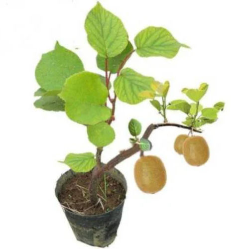 Kiwi Fruit Plant