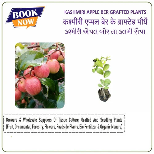 Kashmiri Apple Ber Plant - Color: Green