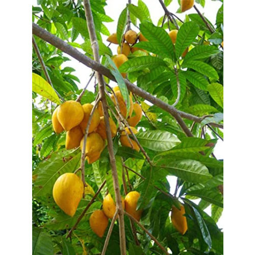 Egg Fruit Plant