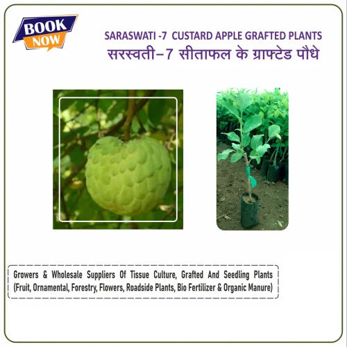 Saraswati -7 Custard Apple Grafted Plants