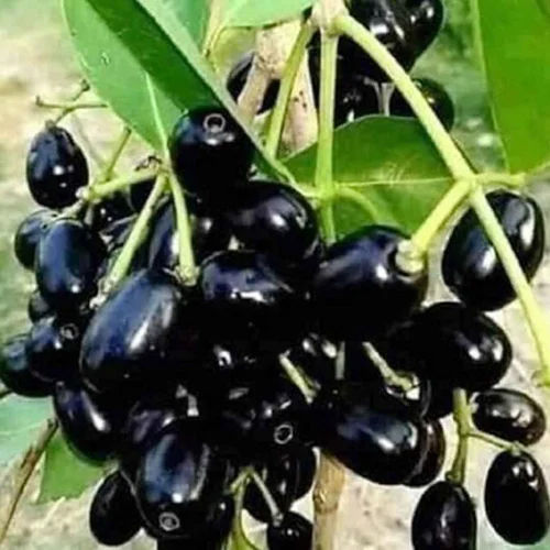 Jamun Grafted Plants