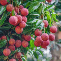 Litchi Fruit Plant - Evergreen Tree, 10-20 Meters Height, 5-10 Meters Spread, Red Or Pink Skin Fruits , Sweet & Juicy Summer Harvest