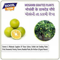 Mosambi Fruit Plants - Height 3-10 Meters, Round Yellow-orange Fruits , Dark Green Leaves With Fragrant White Flowers