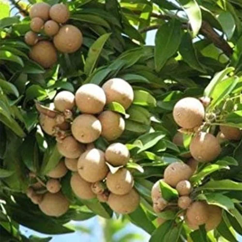 Chiku Fruit Plant