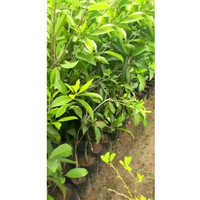 Sapota Fruit Plant - Evergreen Tree, 10-20 Meters Height, Oval 5-10 Cm Fruits With Brown Skin - Sweet, Fragrant Flowers, Tropical Climate Adaptation