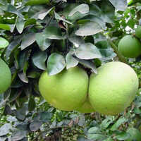 Red Pomelo Fruit Plant - Large Citrus Tree, Height 10-15 Meters, Spread 5-10 Meters, Color Green, Small Leaves, Fragrant White Flowers, Juicy Red Flesh