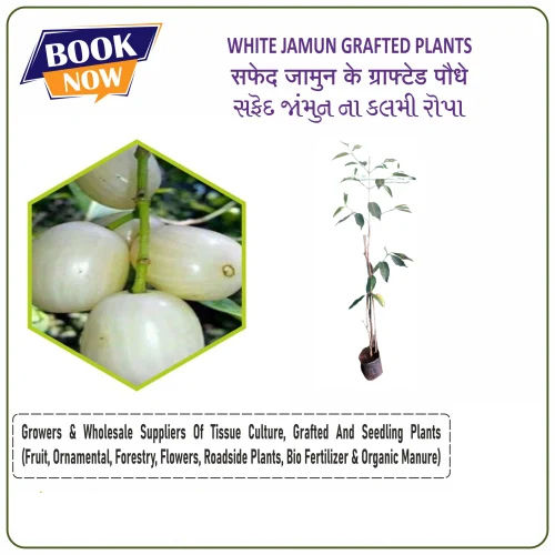 White Jamun Grafted Plant - Size: Various Available