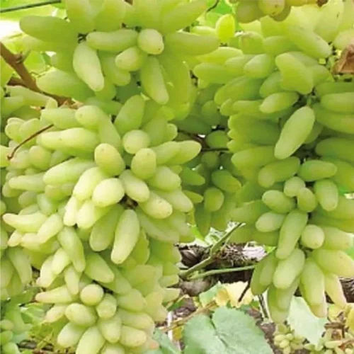 Supar Sonaka Grapes Plants