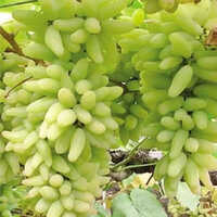 Supar Sonaka Grapes Plants - 10-30 Meters Height, 3-6 Meters Spread, Green Fruit Color, Varied Stem Lengths | Lobed Leaves, Small Greenish-yellow Flowers