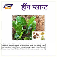 Hing Plants - Color: Green