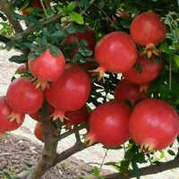 Tissue Culture Pomegranate Plant - Height 4-6m, Spread 3-4m, Color Red, Size 5-12cm, Sweet & Tart Taste, Full Sun & Well-draining Soil