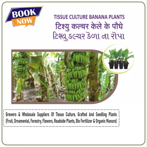 Tissue Culture Banana Plants