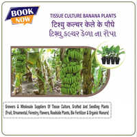 Tissue Culture Banana Plants