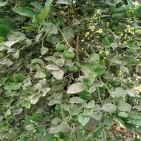 Kagdi Lemon Plants - 3-6 Meters Height, 2-4 Meters Spread | Dark Green Leaves, Aromatic Fruits