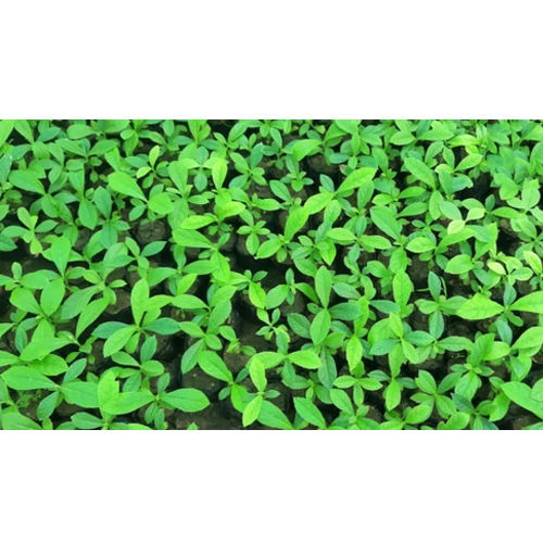 Tissue Culture Teak Plant - Color: Green